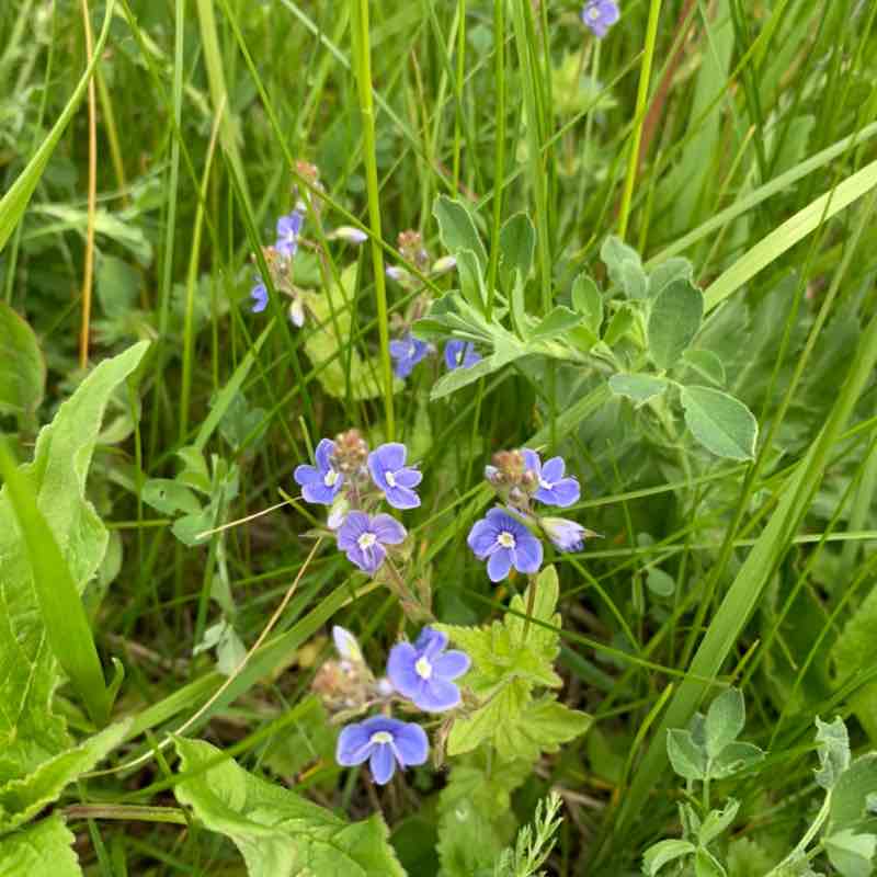 Aurora Polaris 🐯 post 2