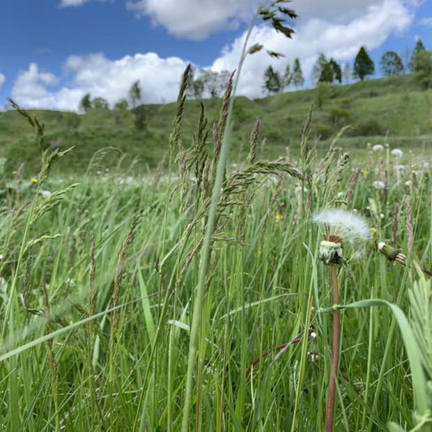 Aurora Polaris 🐯 post 3