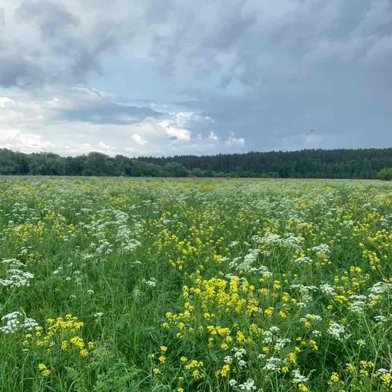 Aurora Polaris 🐯 post 2