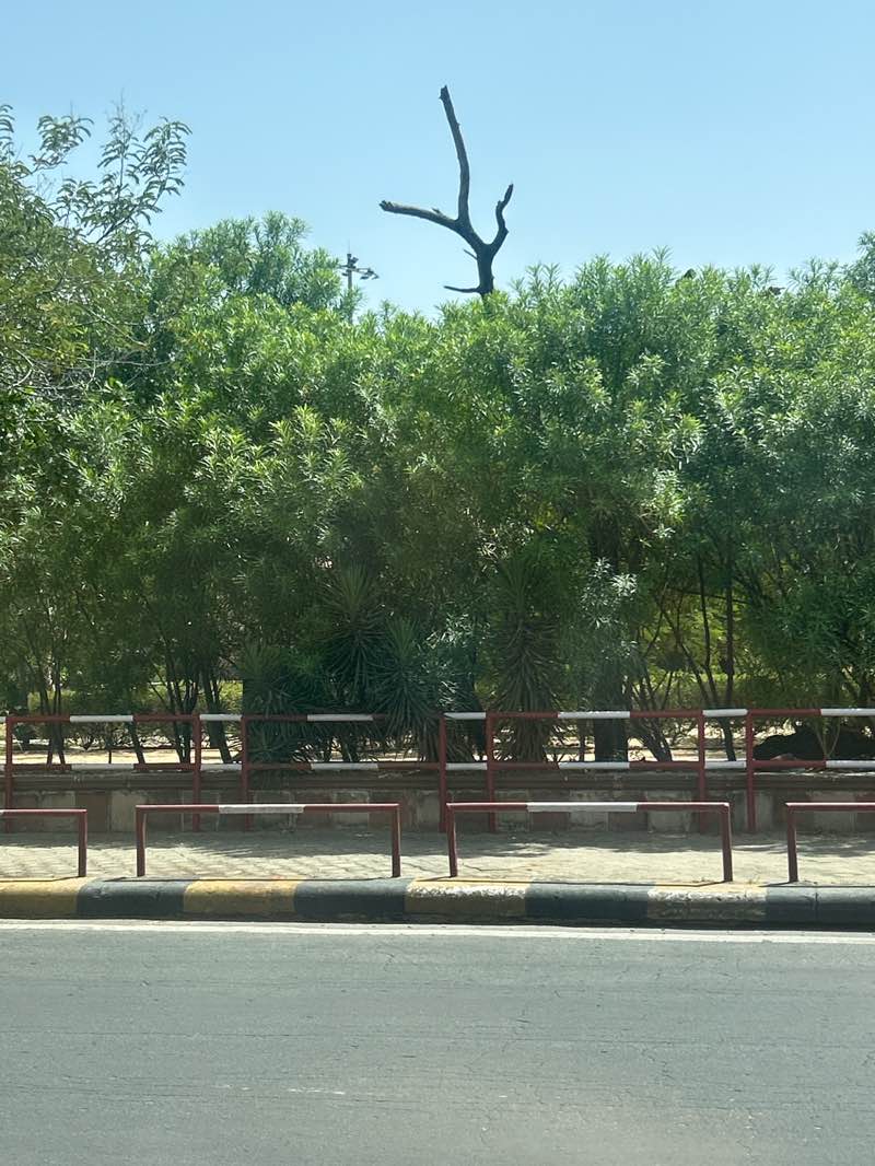 walking near me in Collectorate Circle Park in summer