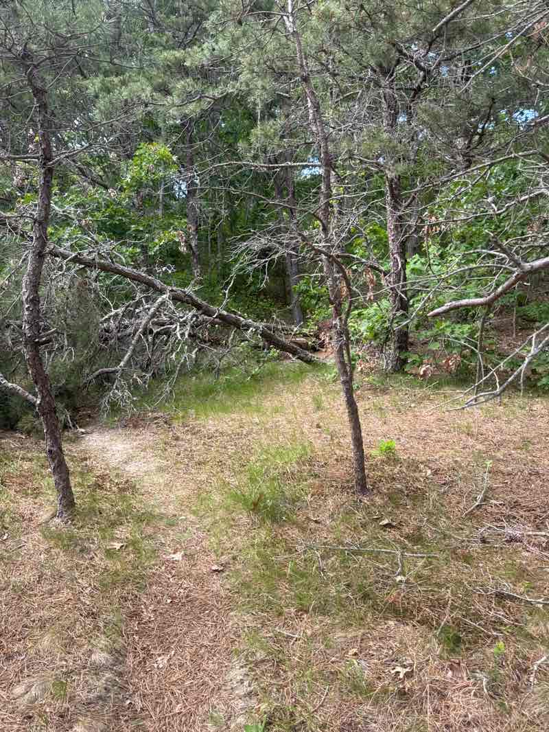 walking near me in Scusset Beach Rd Parcel in summer