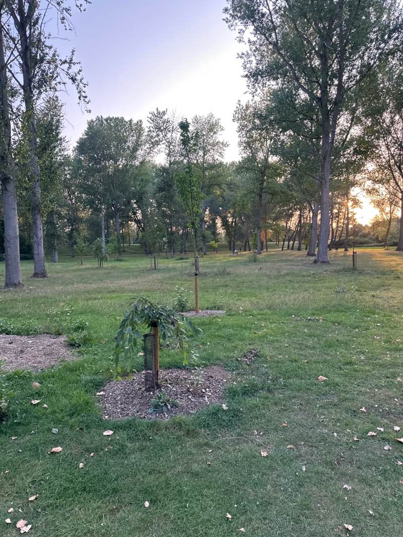 walking near me in The Poplar Plantation in autumn