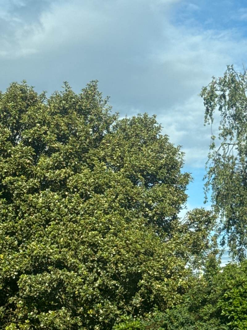walking near me in Seven Kings Park in summer