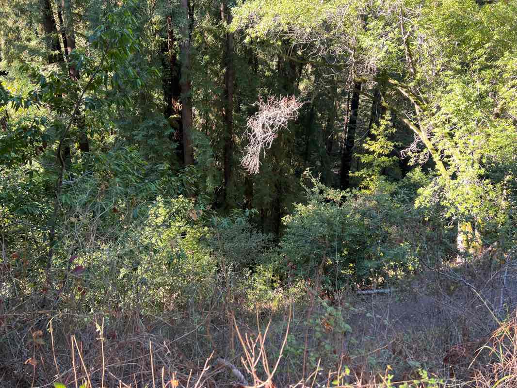 walking near me in Pfeiffer Big Sur State Park in winter