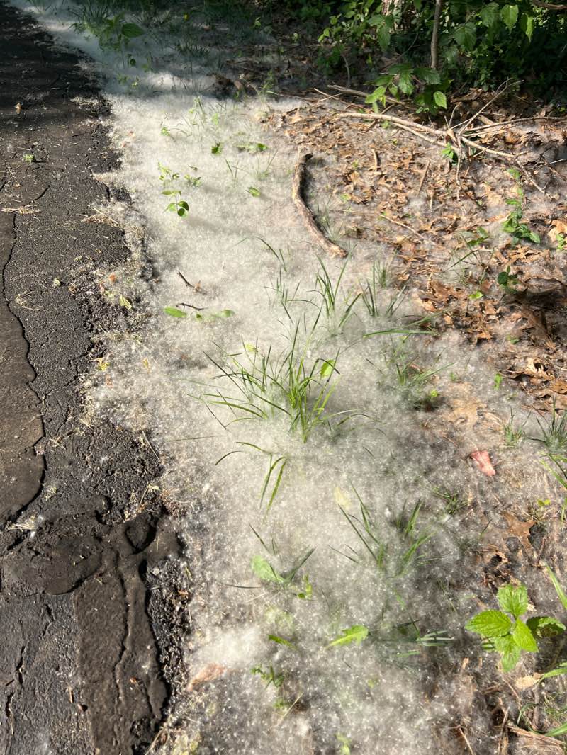 walking near me in Chatlain Park in winter