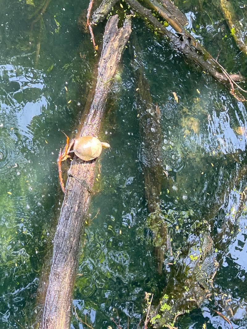 walking near me in Antioch Park in winter