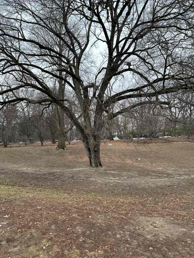 walking near me in Central Park in spring