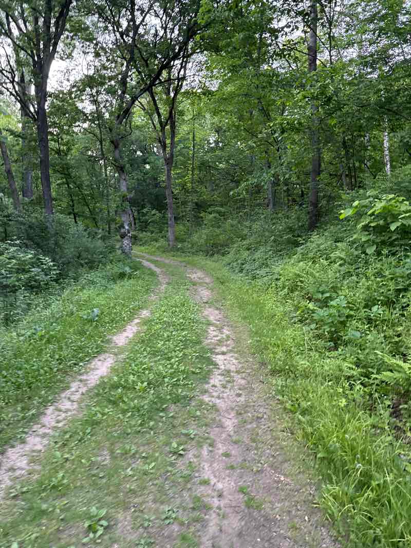 walking near me in Cottage Grove Ravine Park in summer