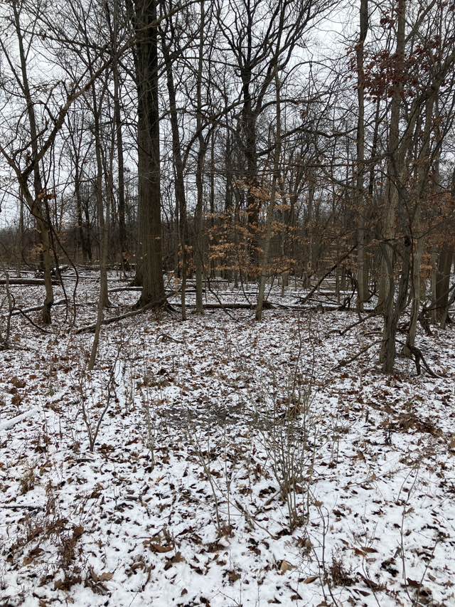 walking near me in Skiles Test Nature Park in winter