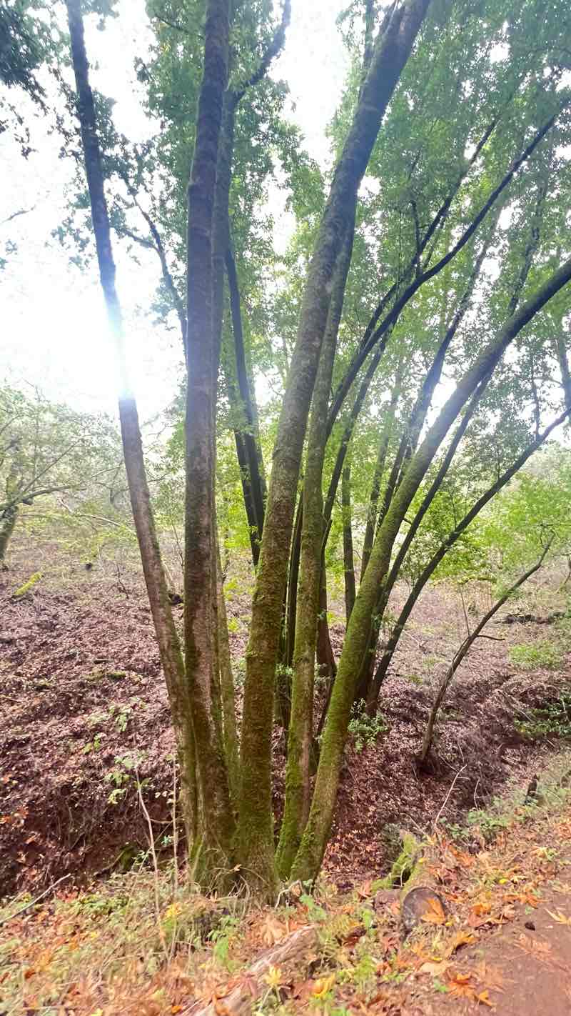 walking near me in Somerset Square Park in winter