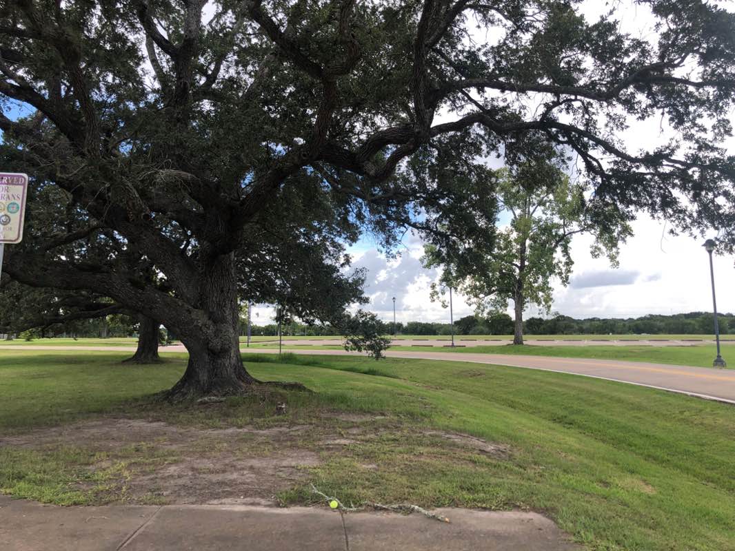 walking near me in Walter Hall Park in autumn