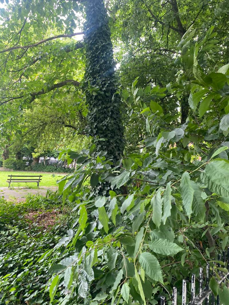 walking near me in Roman Gardens in summer