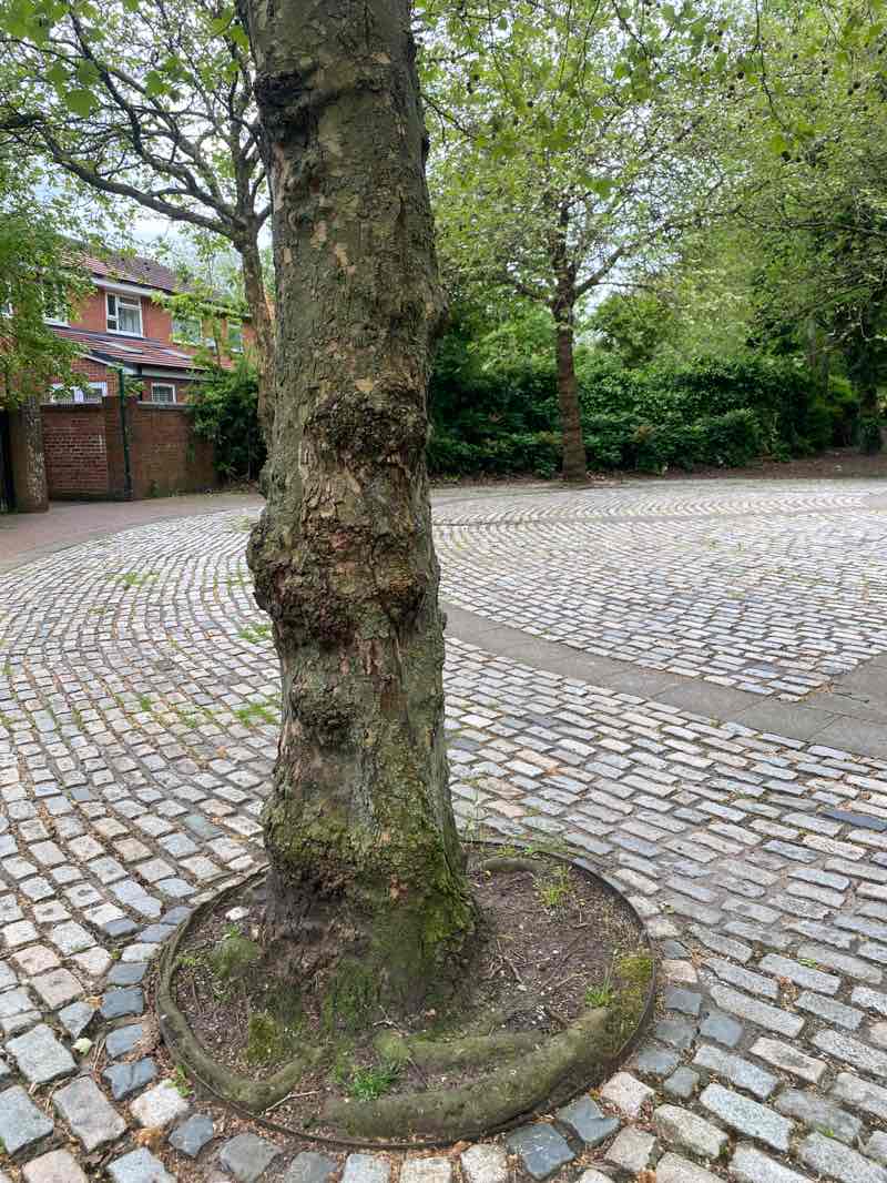 walking near me in Trinity Park in spring