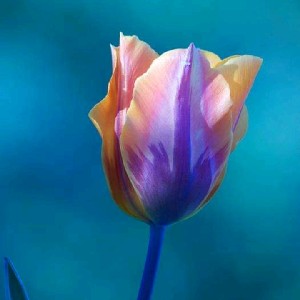 Stefan. 🎆 profile