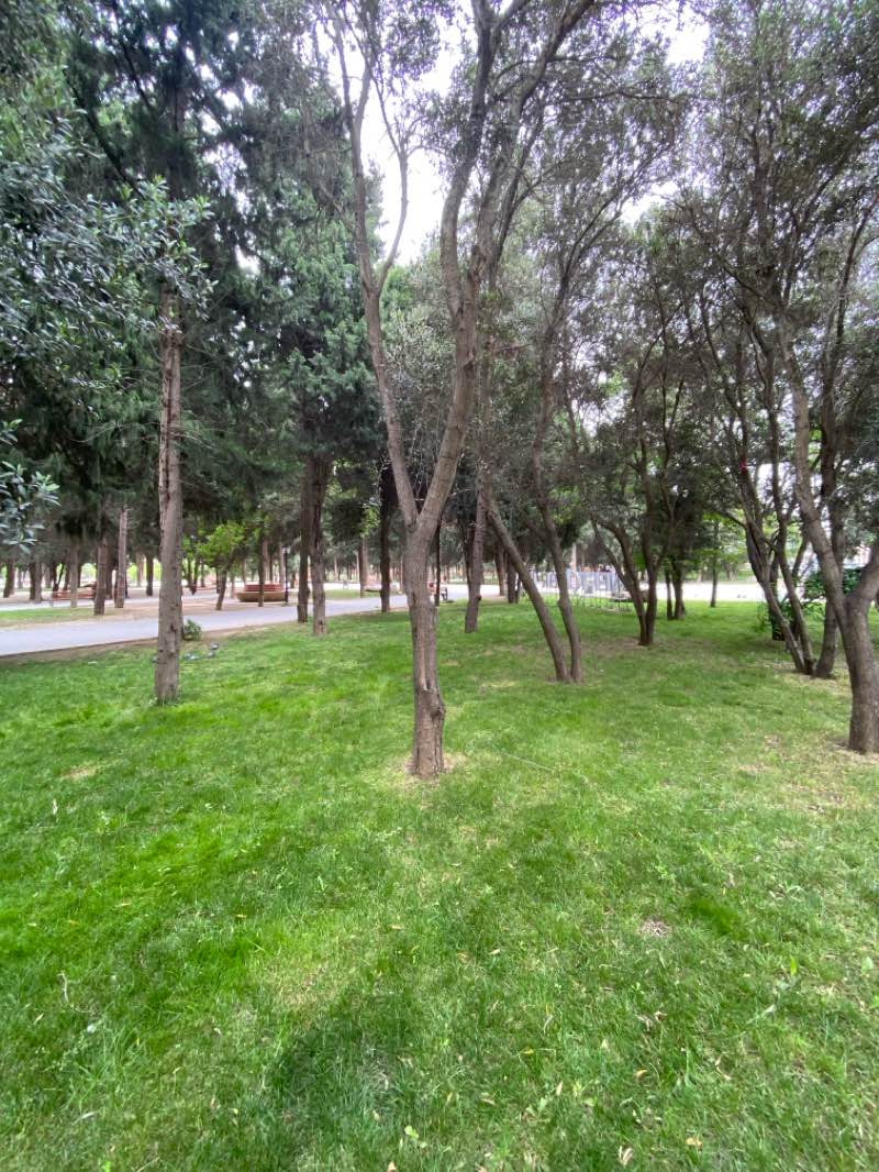 walking near me in Neftçilər Parkı \ Qaraçuxur in spring