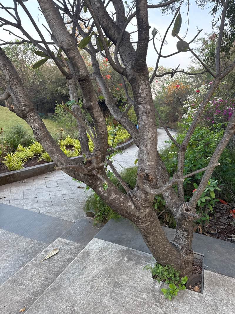 walking near me in Chhatrapati Shivaji Garden in winter