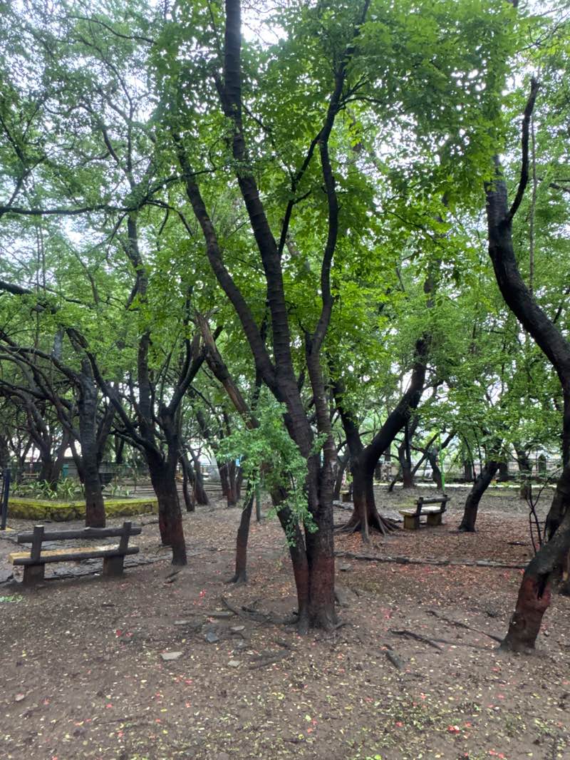 walking near me in Nana Nani Park in spring