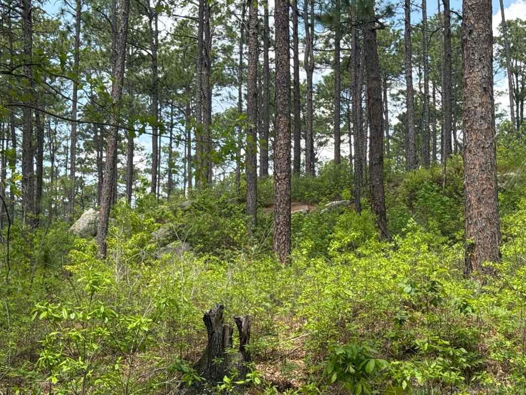 walking near me in Carolina Sandhills National Wildlife Refuge in spring