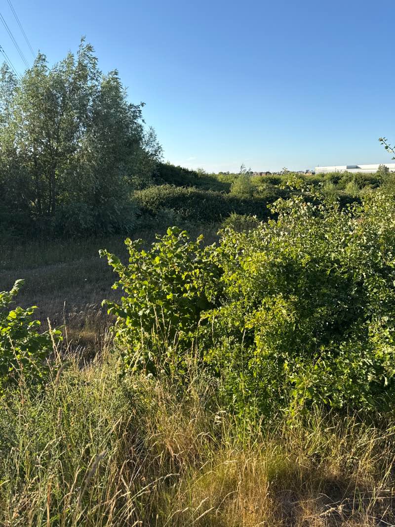 walking near me in Houghton Park in summer