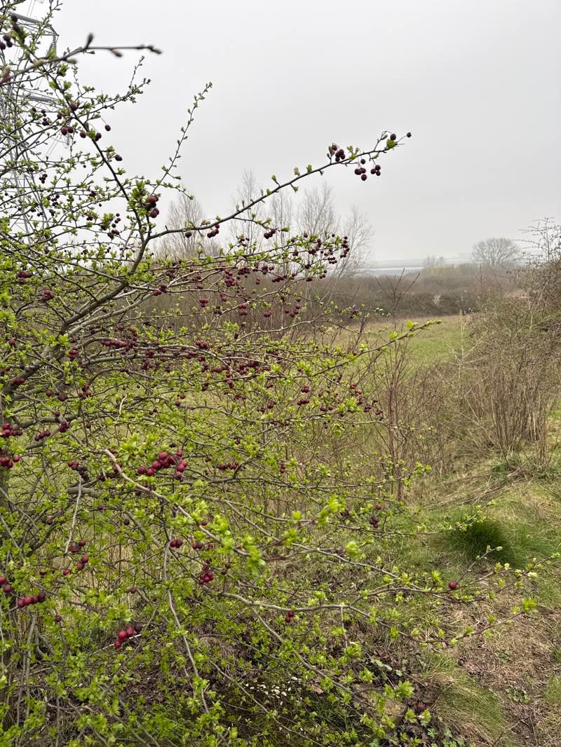 walking near me in Houghton Park in spring