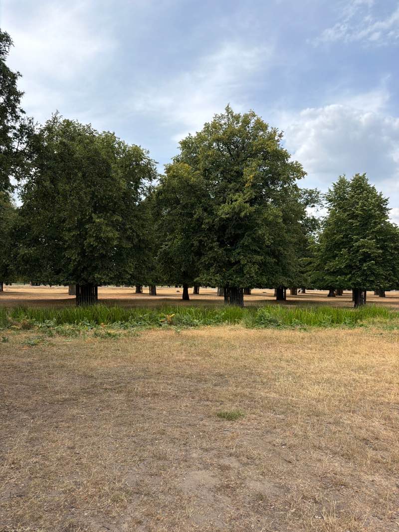 walking near me in Bushy Park in summer