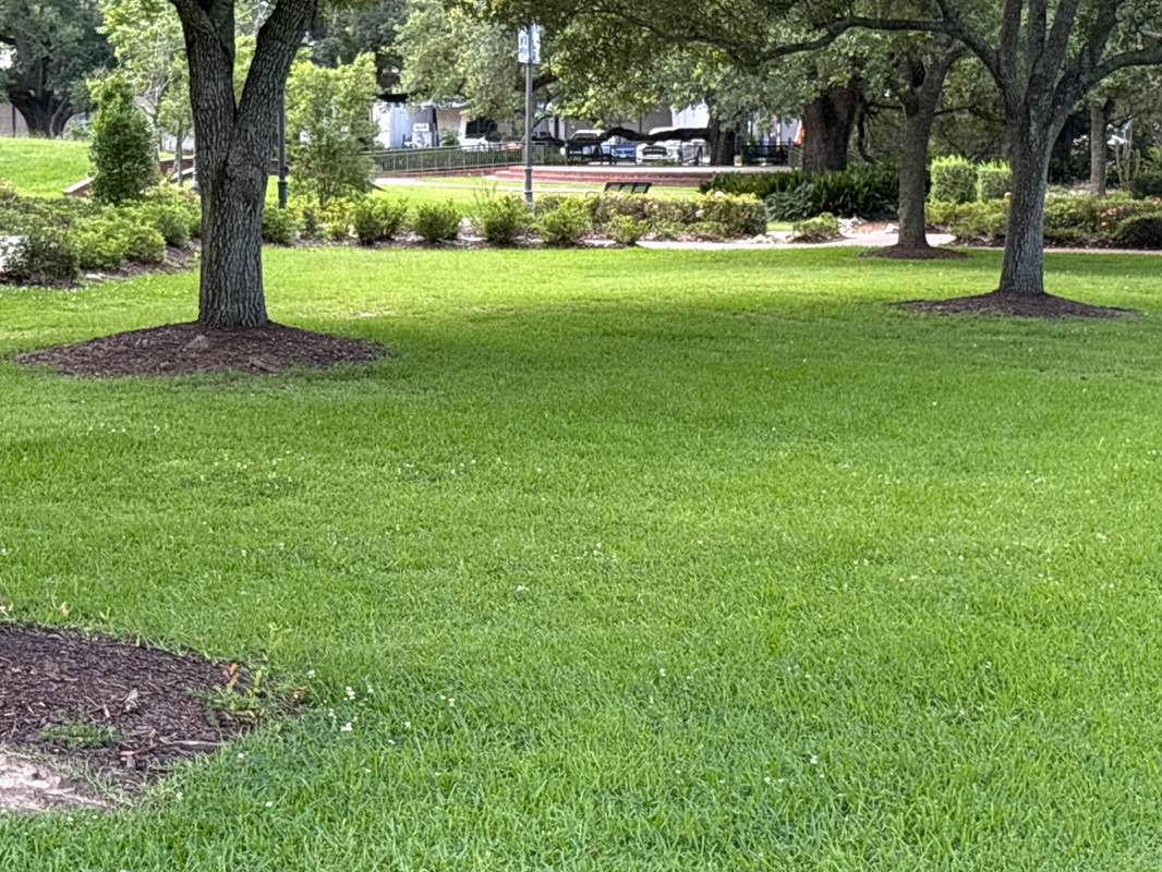 walking near me in The Grove/Henning Cultural Center in summer
