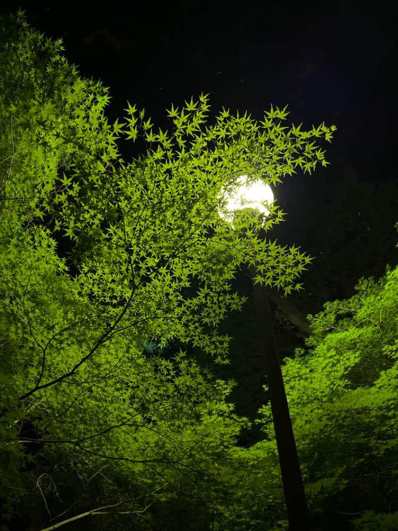 walking near me in 鴨川公園 in summer