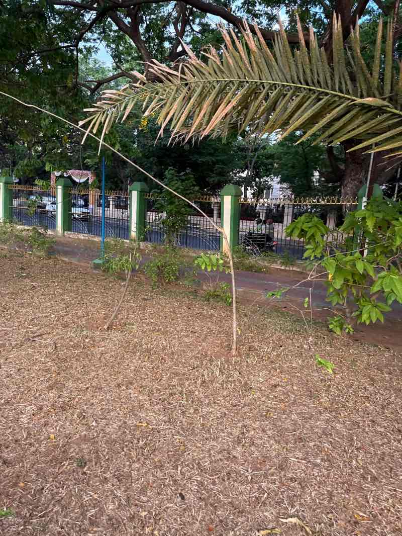 walking near me in Mayor Sundar Rao Naidu Park in spring