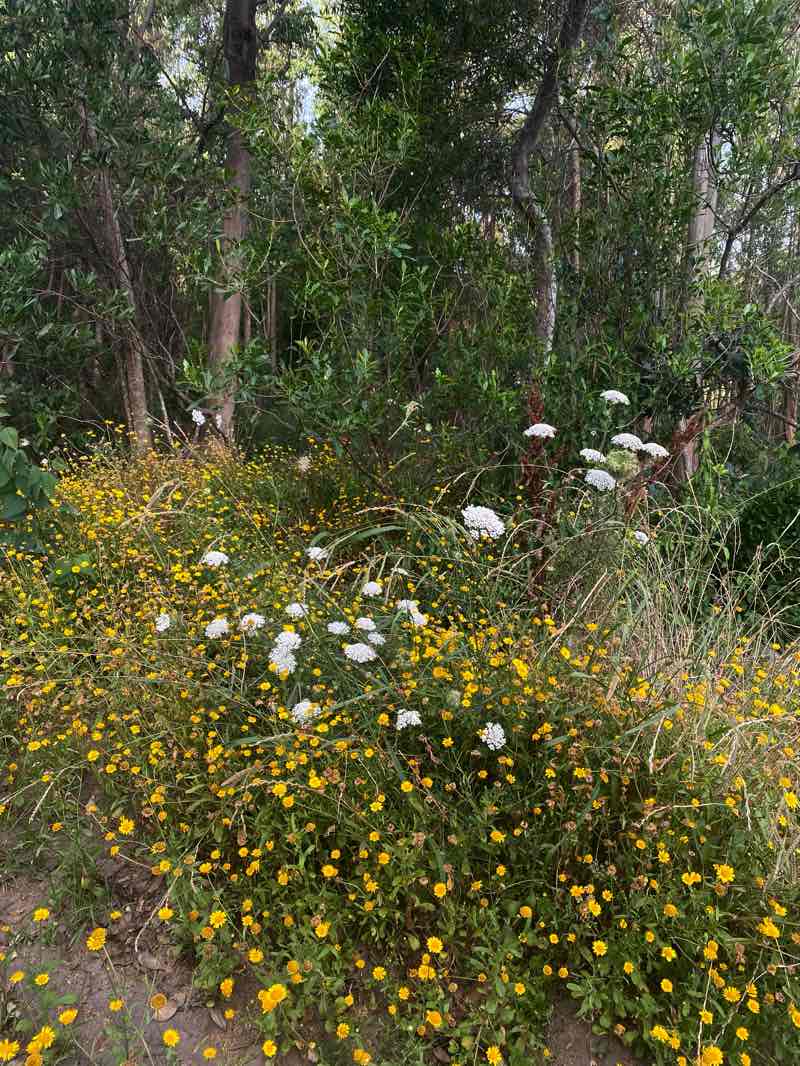 walking near me in Parque Urbano Carrasco Norte in summer