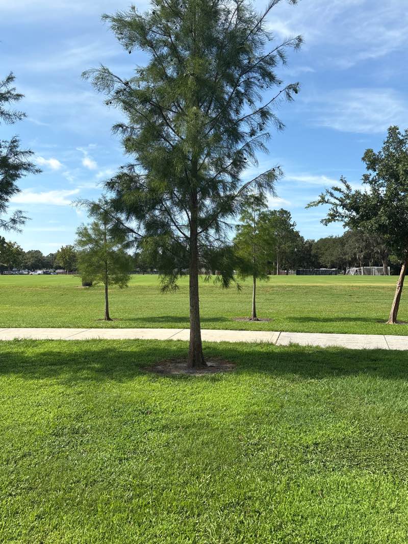 walking near me in Barber Park in autumn