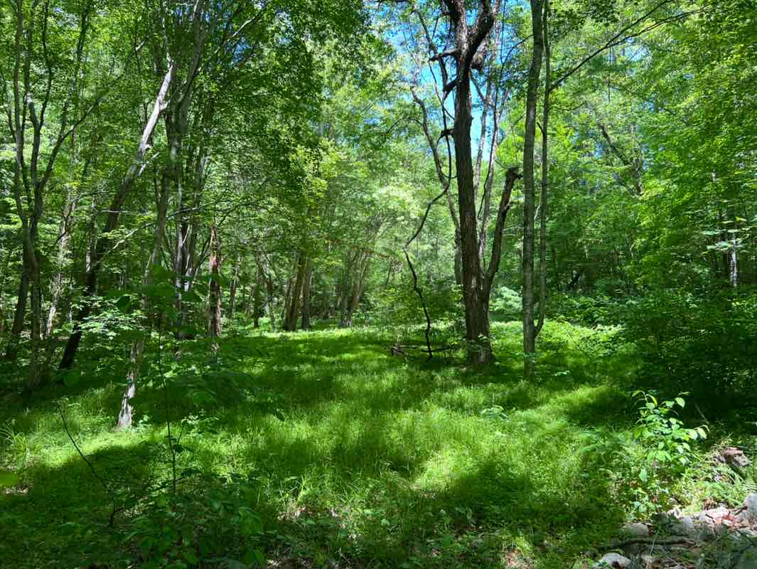 walking near me in Pocahontas State Park in spring