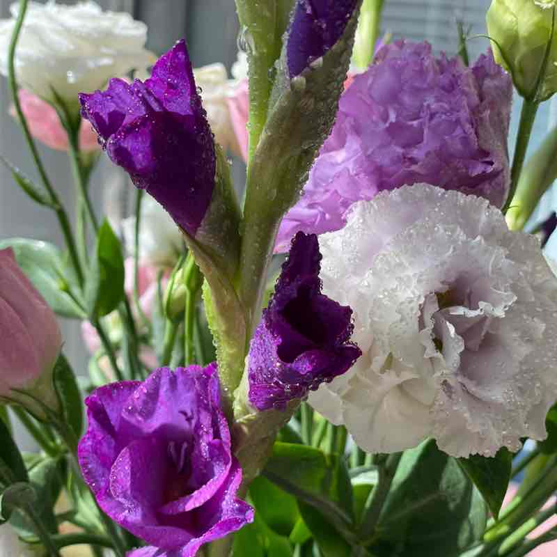 晴朗家園 ꧁ℳ冬兒ℳ꧂ post image