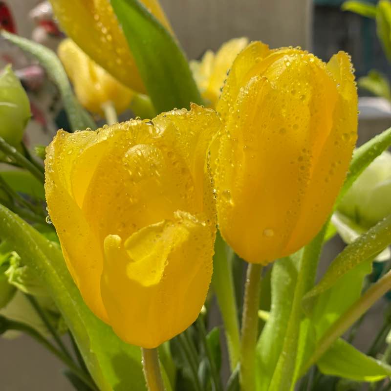 晴朗家園 ꧁ℳ冬兒ℳ꧂ post image