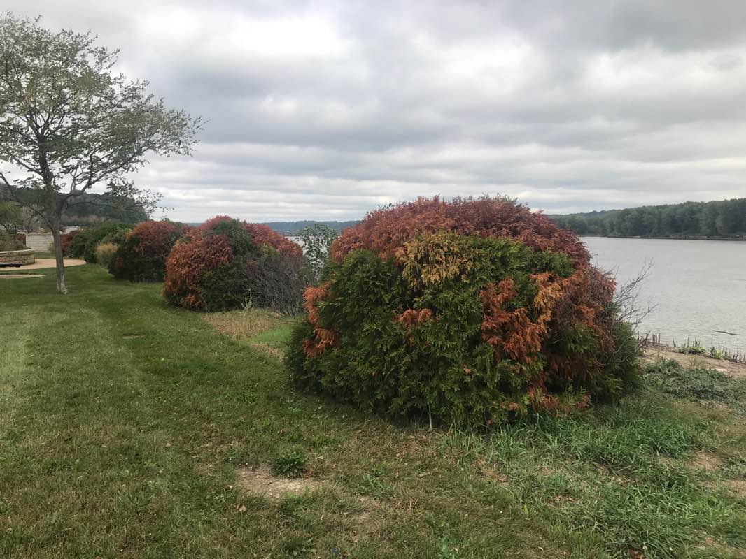 walking near me in Louis Murphy Park in winter