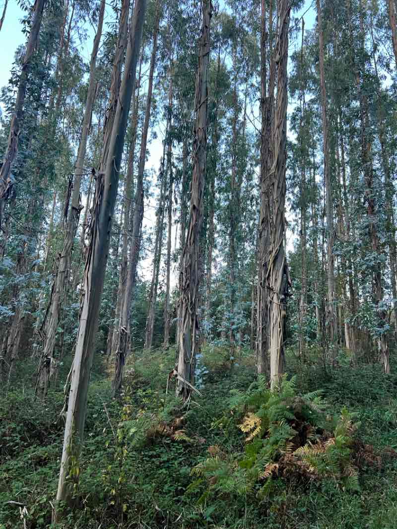 walking near me in Carballeira de San Lourenzo in autumn