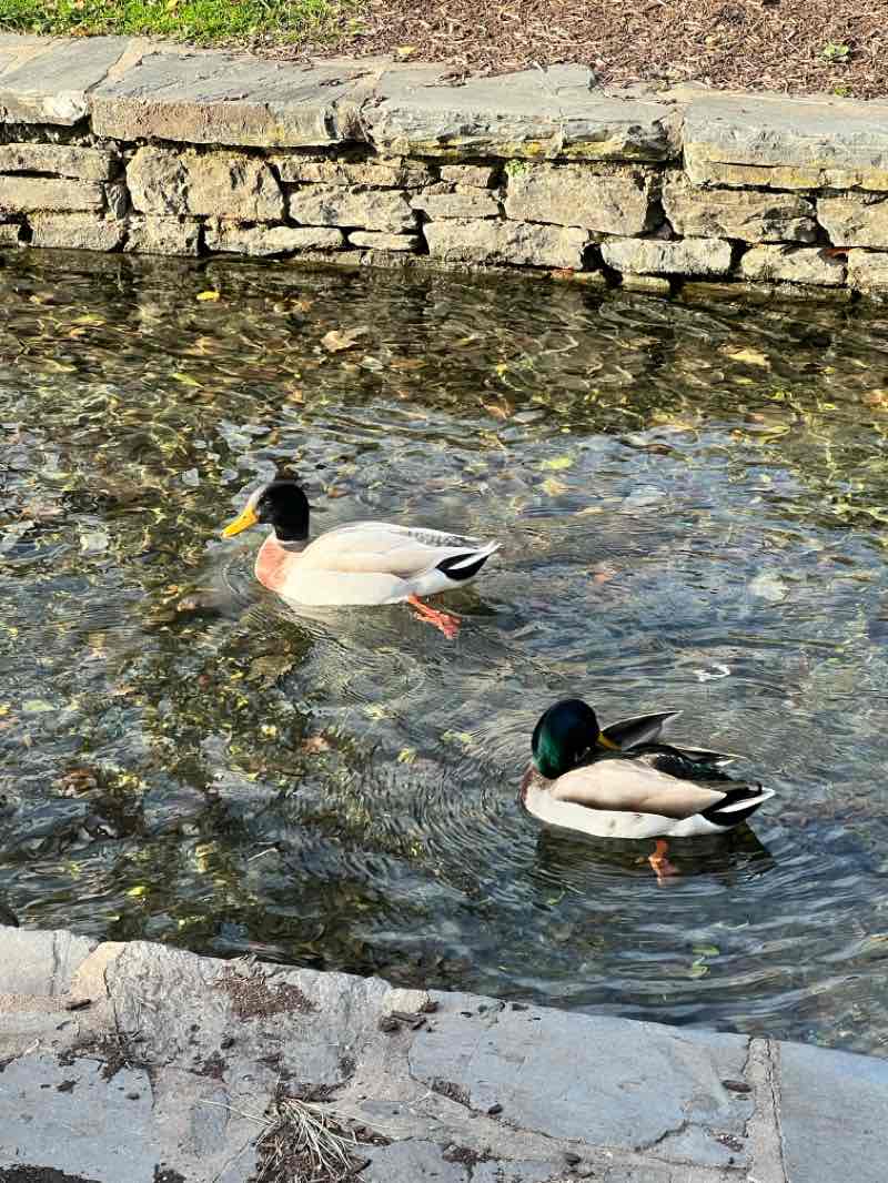 walking near me in Linear Park in autumn