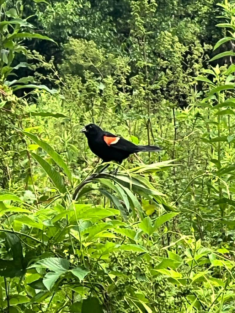 walking near me in Old Reid Park in summer