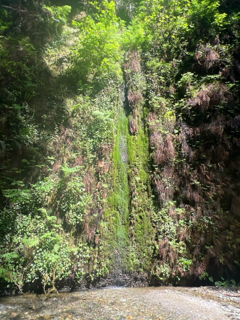 walking near me in Redwood National and State Parks in spring