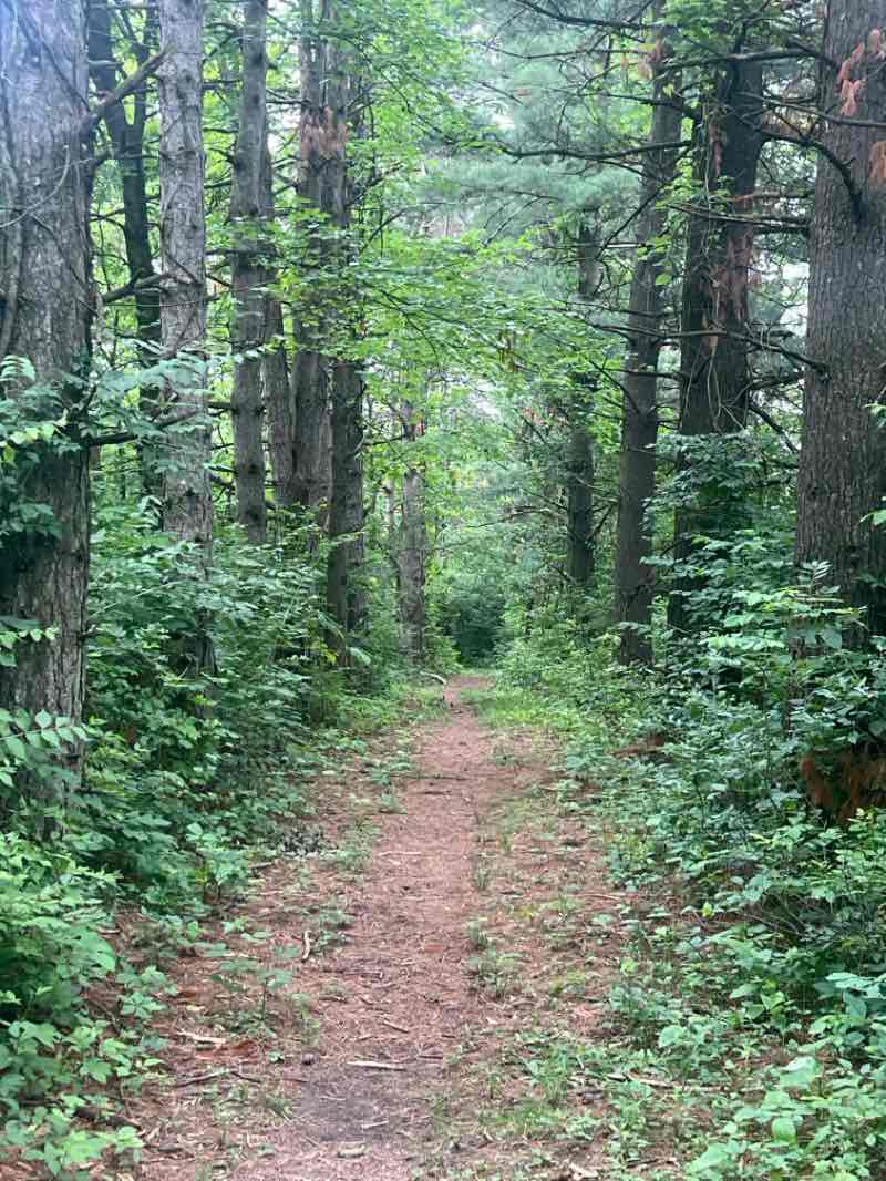 walking near me in Myeerah Nature Preserve in summer
