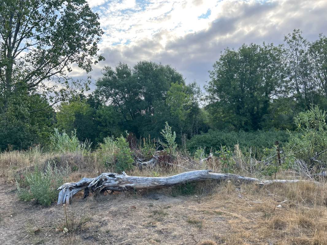walking near me in Southwood country park in summer