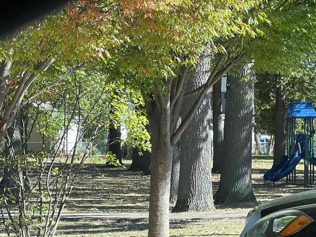 walking near me in Harding Park in autumn