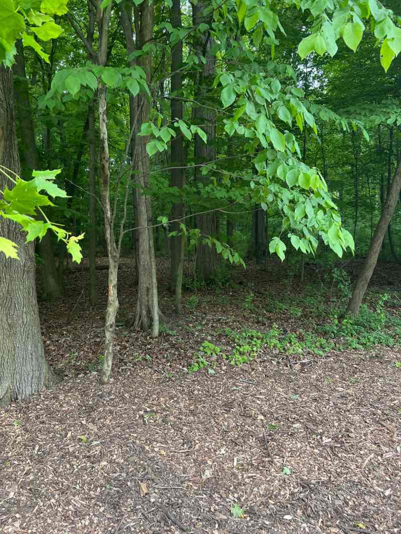 walking near me in Beaver Trail Park in summer