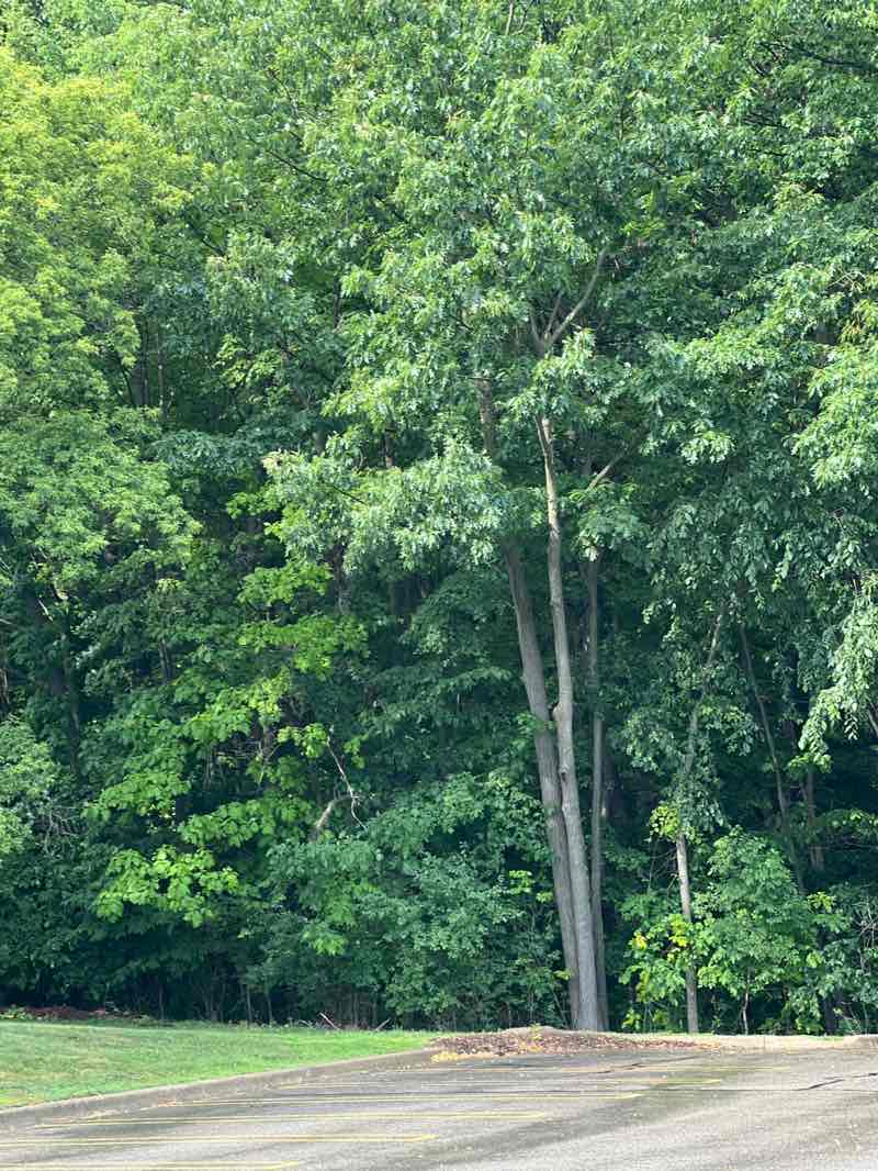 walking near me in Auburn Hills Civic Center Park in summer