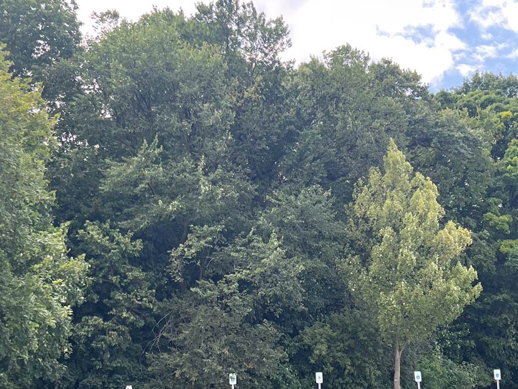 walking near me in Jaycee Park in autumn