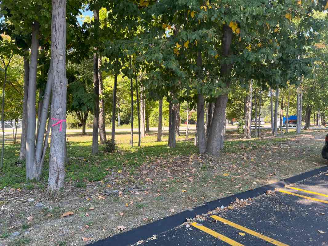 walking near me in Beech Woods Park in autumn
