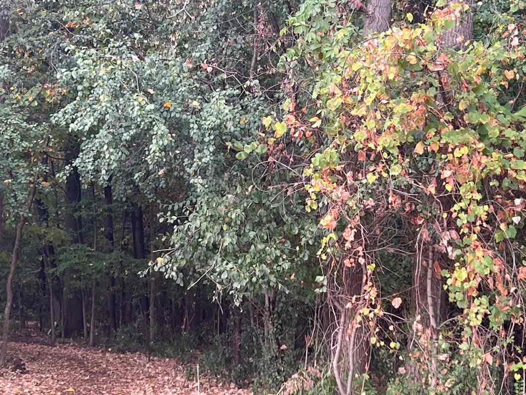walking near me in Philip J. Huber Park in autumn