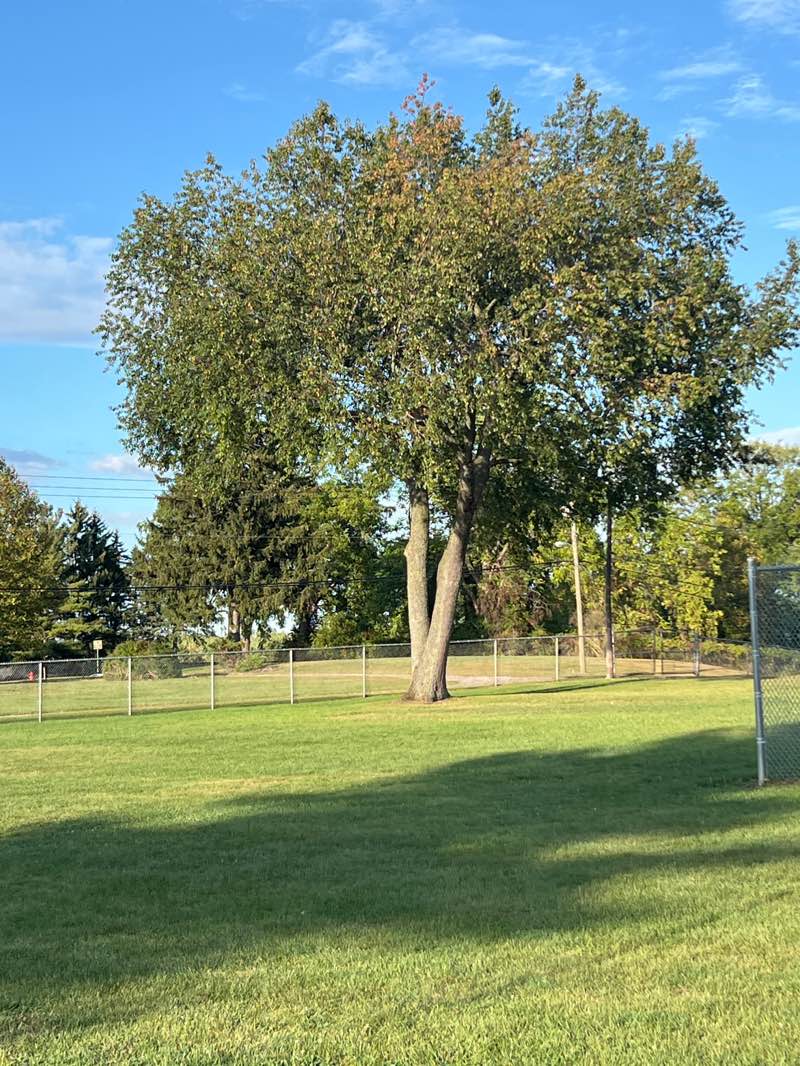 walking near me in Troy Farm in autumn
