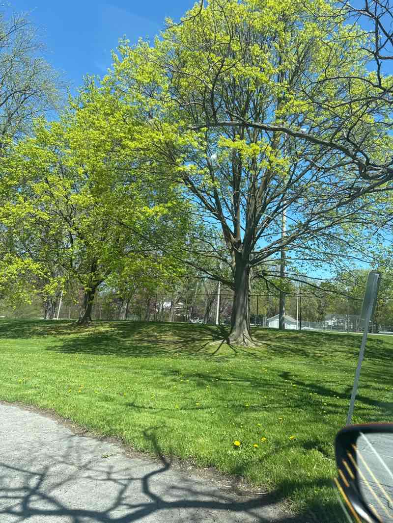 walking near me in Veterans Memorial Park in spring