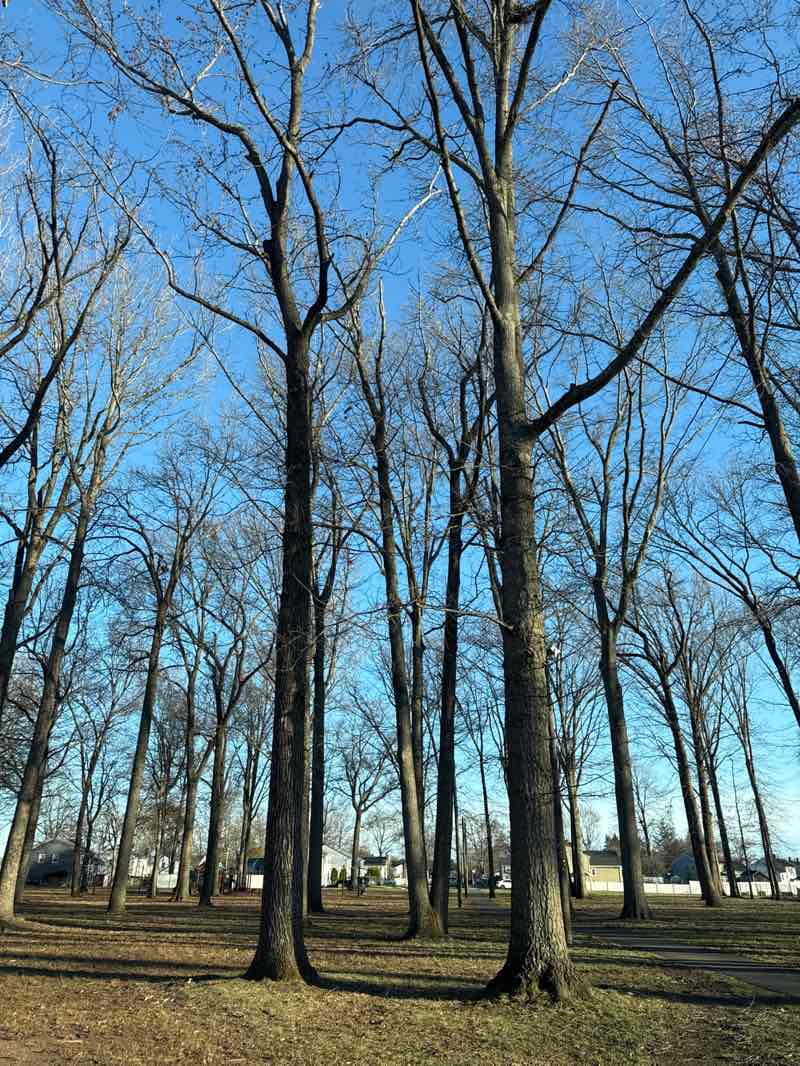 walking near me in Cotton Street Park in spring