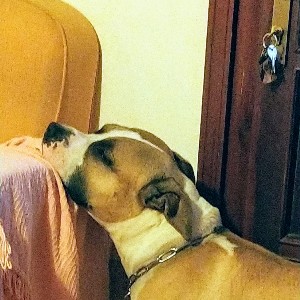 Maurizio